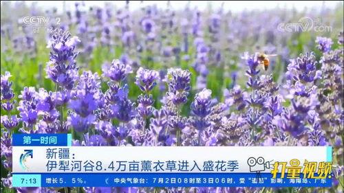 熏衣草在线视频,在线视频带你领略浪漫田园风光