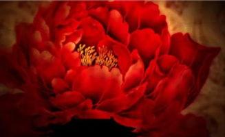 牡丹花头在线视频,在线视频赏析